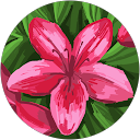 רות שטיינר profile picture